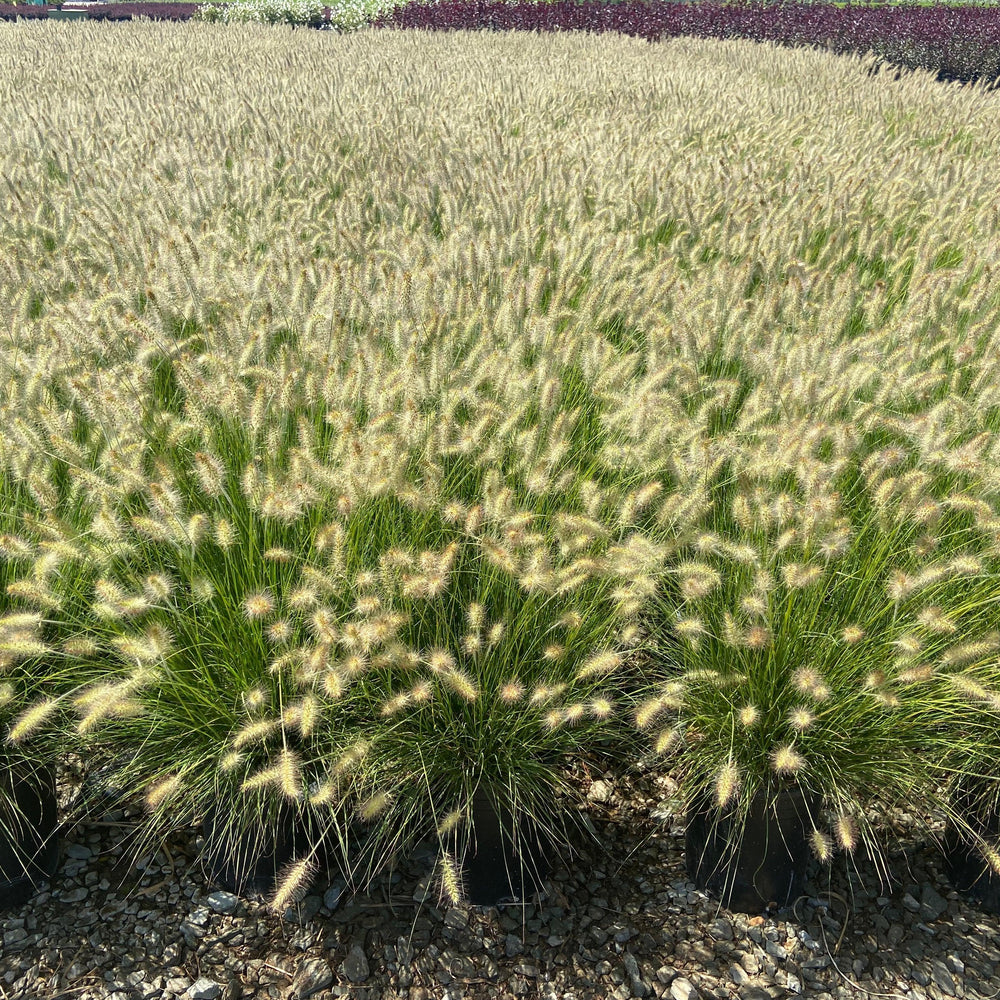 
                      
                        Dwarf Fountain Grass - Pennisetum Alopecuroides Hameln - Pulled Nursery
                      
                    