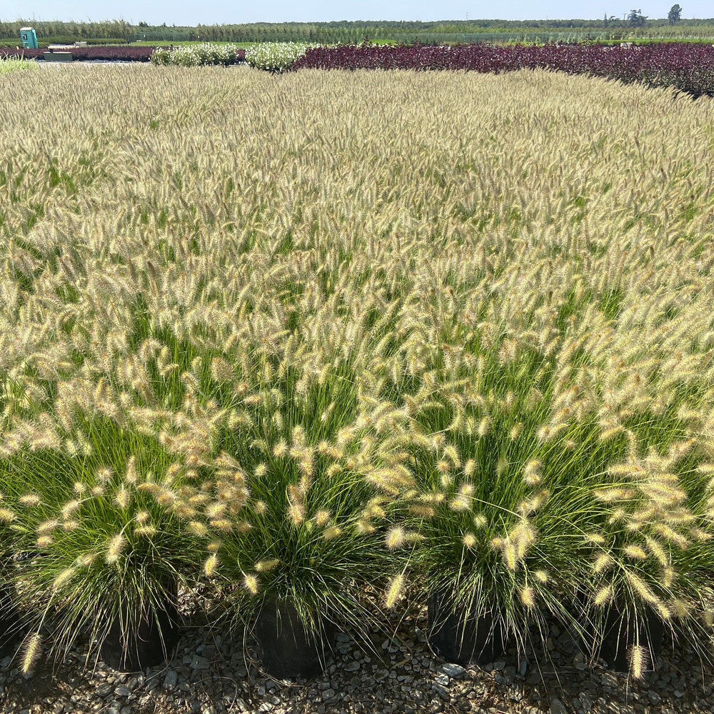 Dwarf Fountain Grass - Pennisetum Alopecuroides Hameln - Pulled Nursery