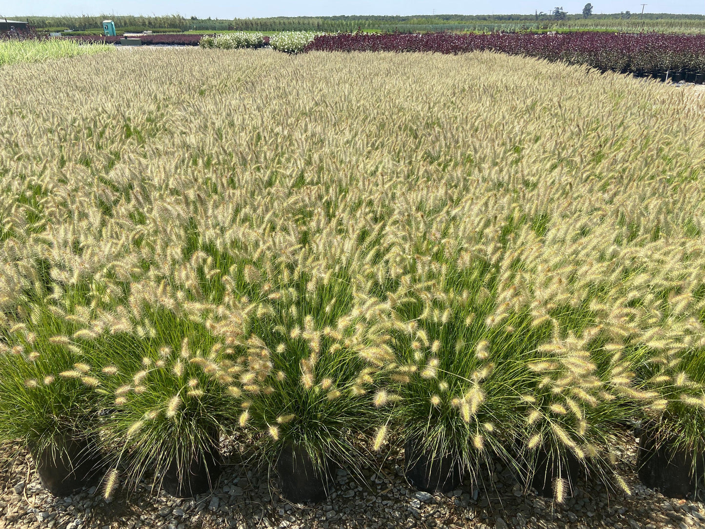 Dwarf Fountain Grass - Pennisetum Alopecuroides Hameln - Pulled Nursery