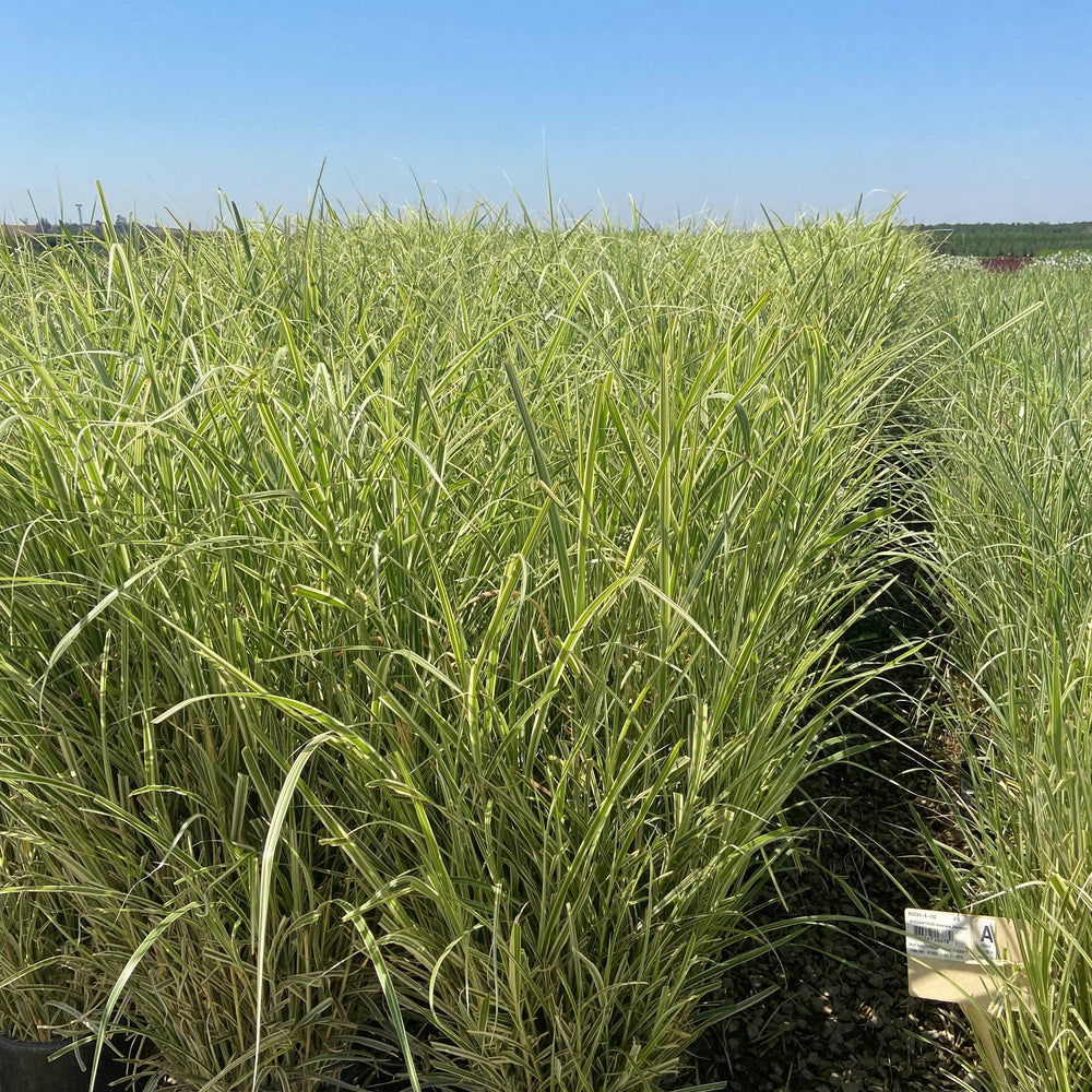 
                      
                        Variegated Miscanthus - Miscanthus Sinensis Variegatus - Pulled Nursery
                      
                    