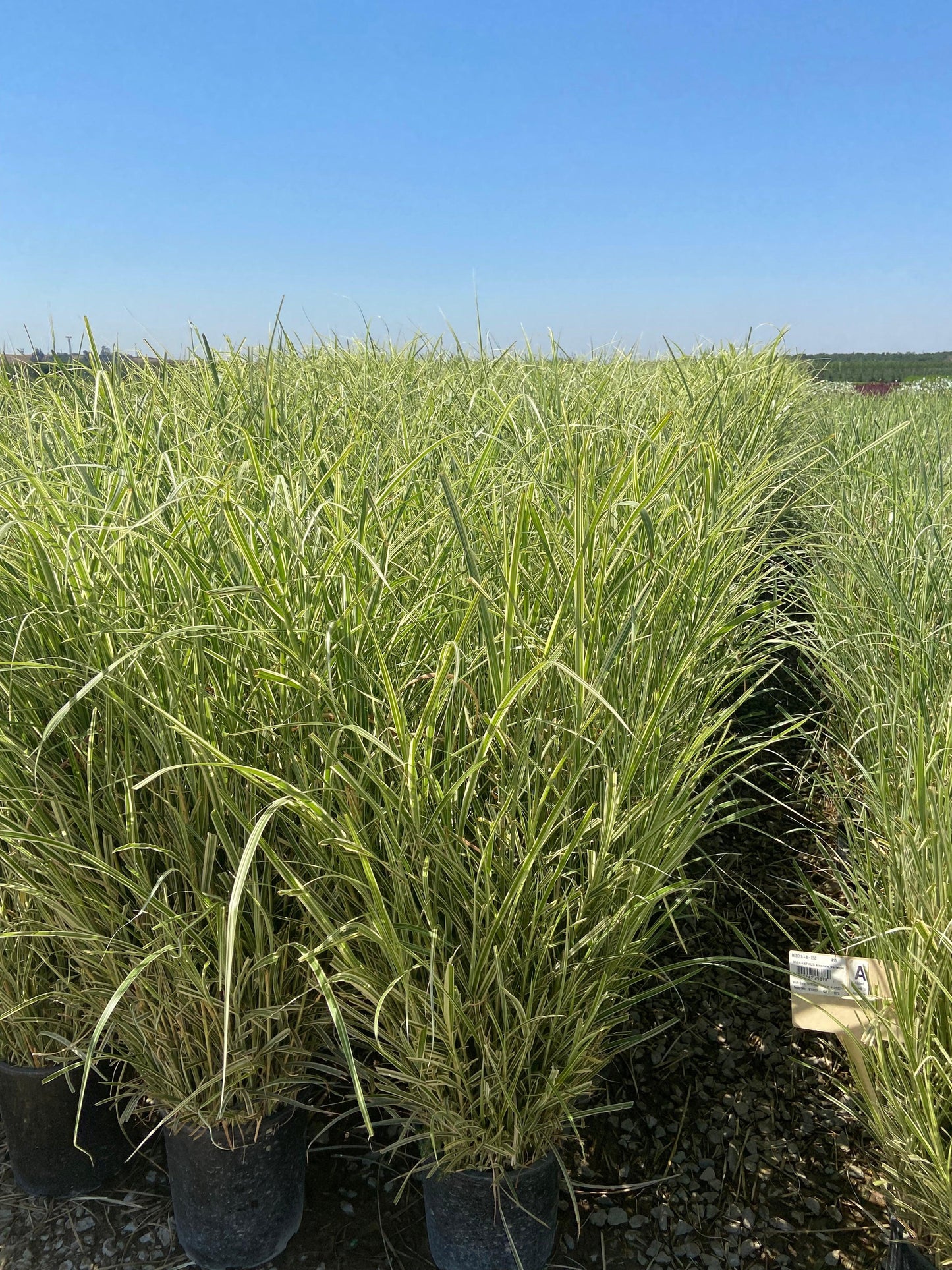 Variegated Miscanthus - Miscanthus Sinensis Variegatus - Pulled Nursery