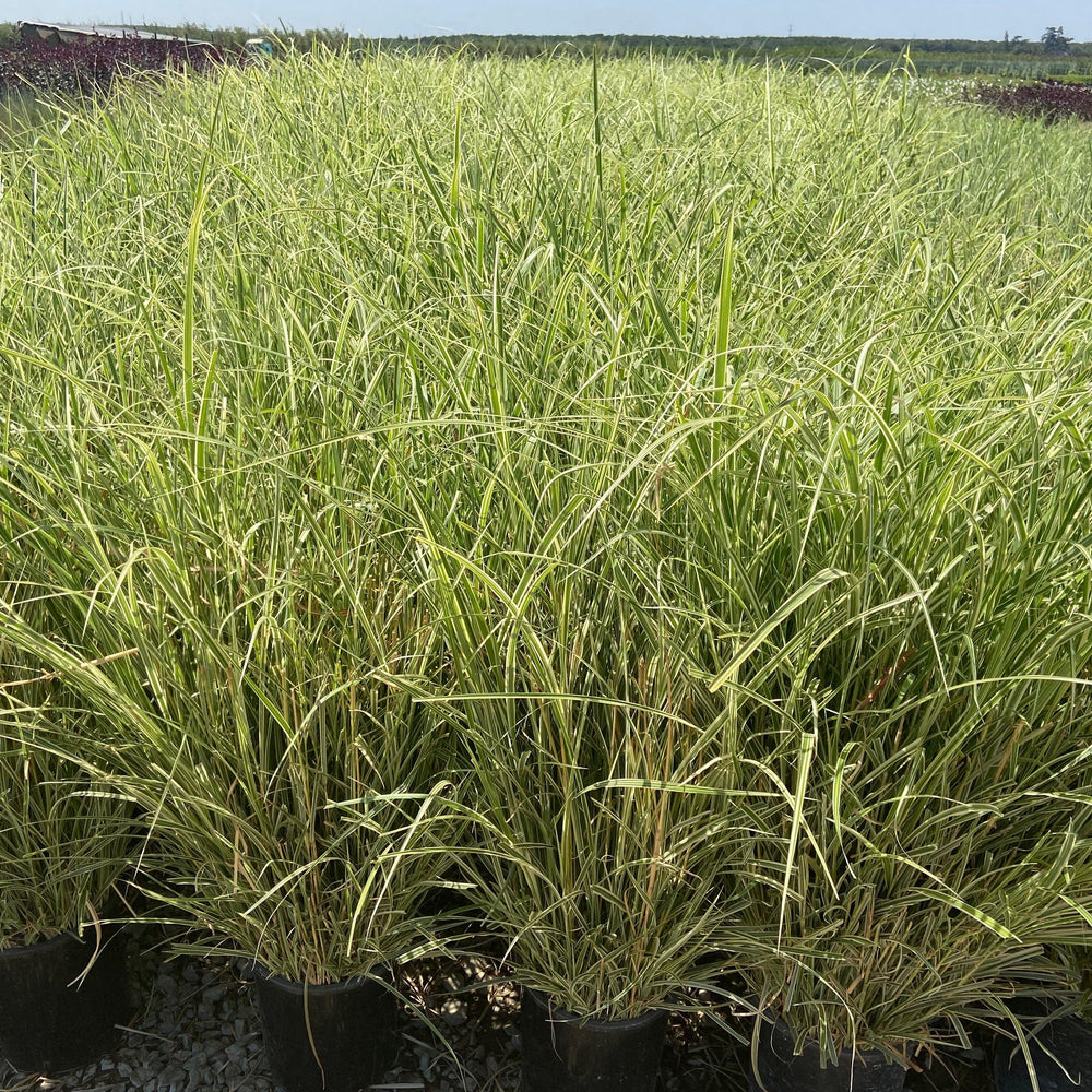 
                      
                        Variegated Miscanthus - Miscanthus Sinensis Variegatus - Pulled Nursery
                      
                    