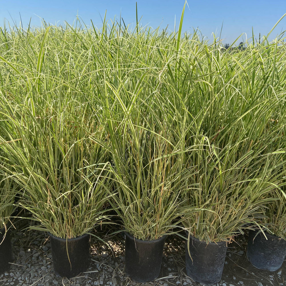 
                      
                        Variegated Miscanthus - Miscanthus Sinensis Variegatus - Pulled Nursery
                      
                    