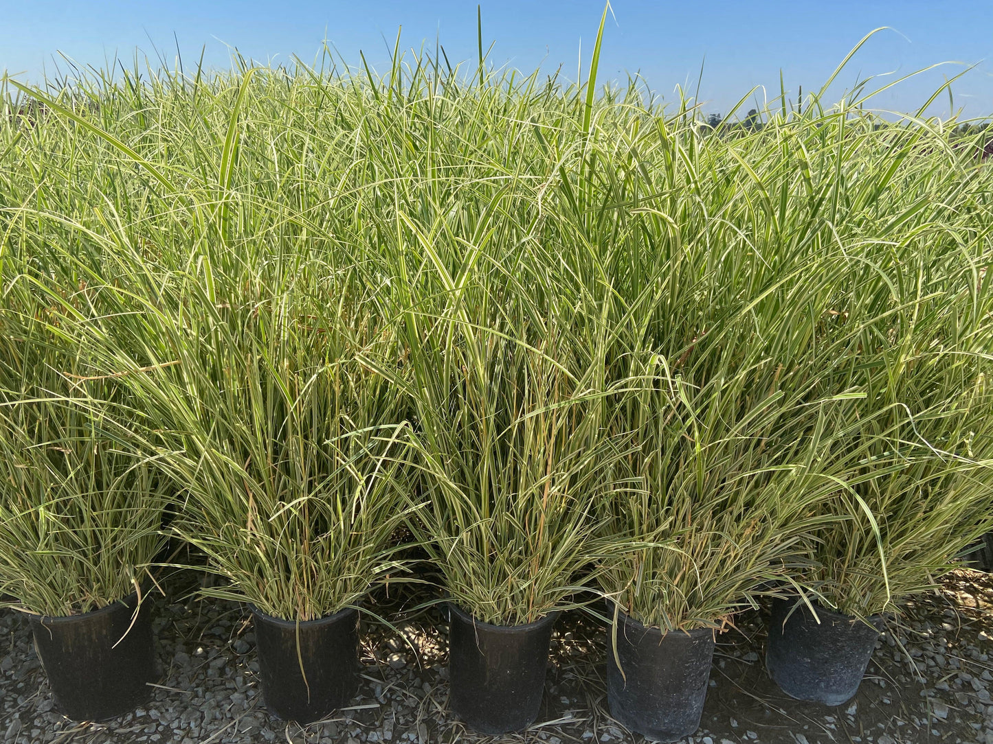 Variegated Miscanthus - Miscanthus Sinensis Variegatus - Pulled Nursery