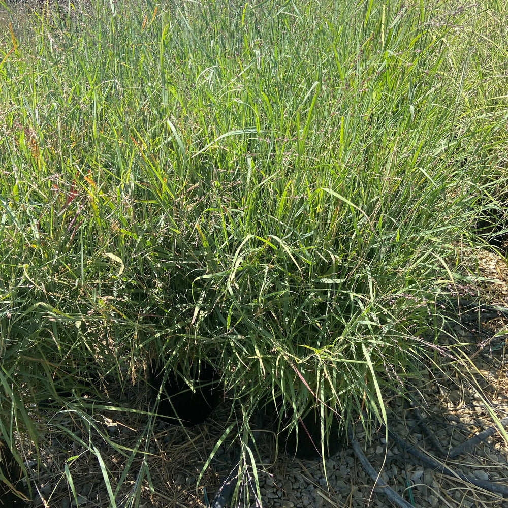 
                      
                        Blue Switchgrass - Panicum Variegatum Heavy Metal - Pulled Nursery
                      
                    