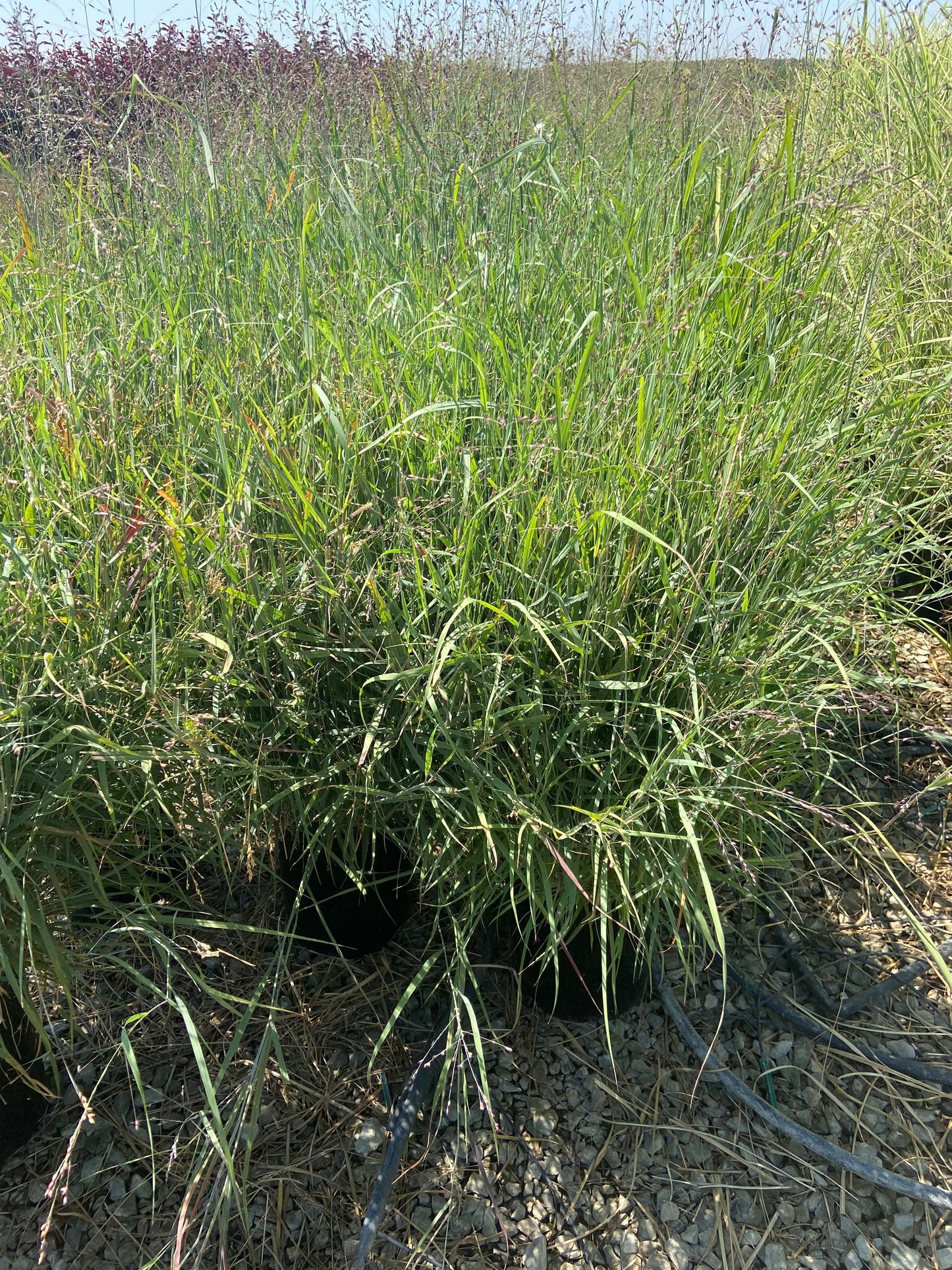 Blue Switchgrass - Panicum Variegatum Heavy Metal - Pulled Nursery