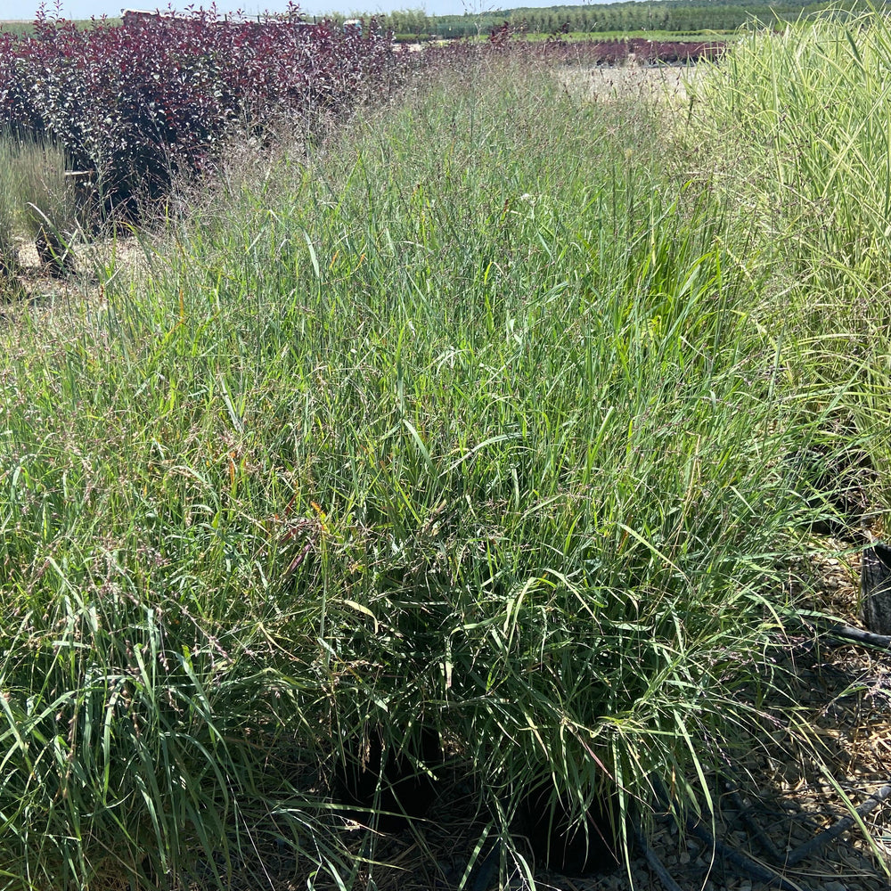 
                      
                        Blue Switchgrass - Panicum Variegatum Heavy Metal - Pulled Nursery
                      
                    