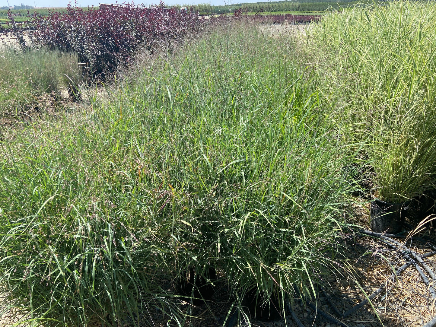 Blue Switchgrass - Panicum Variegatum Heavy Metal - Pulled Nursery