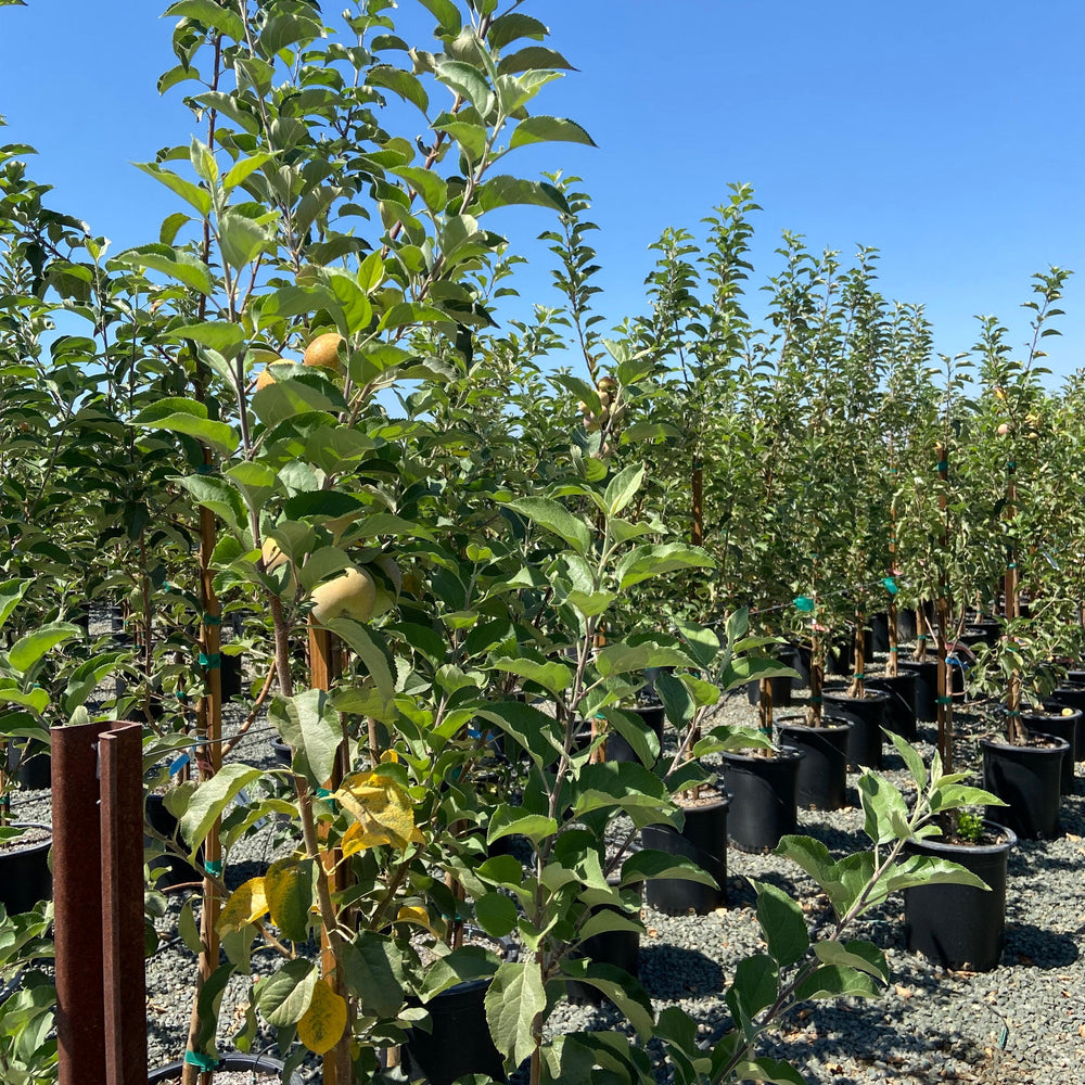 Fuji Apple - Pulled Nursery