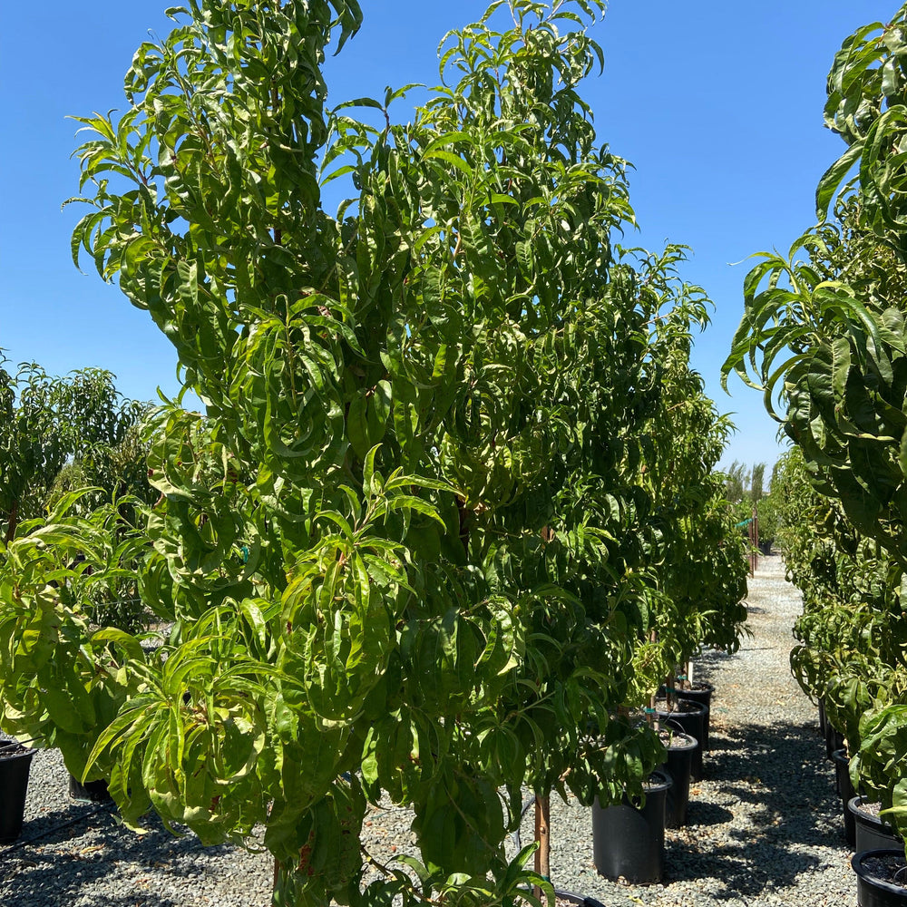 Nectarine Tree - Pulled Nursery