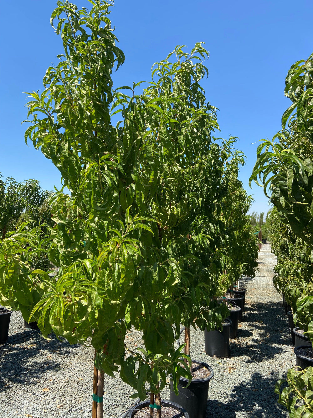 Nectarine Tree - Pulled Nursery