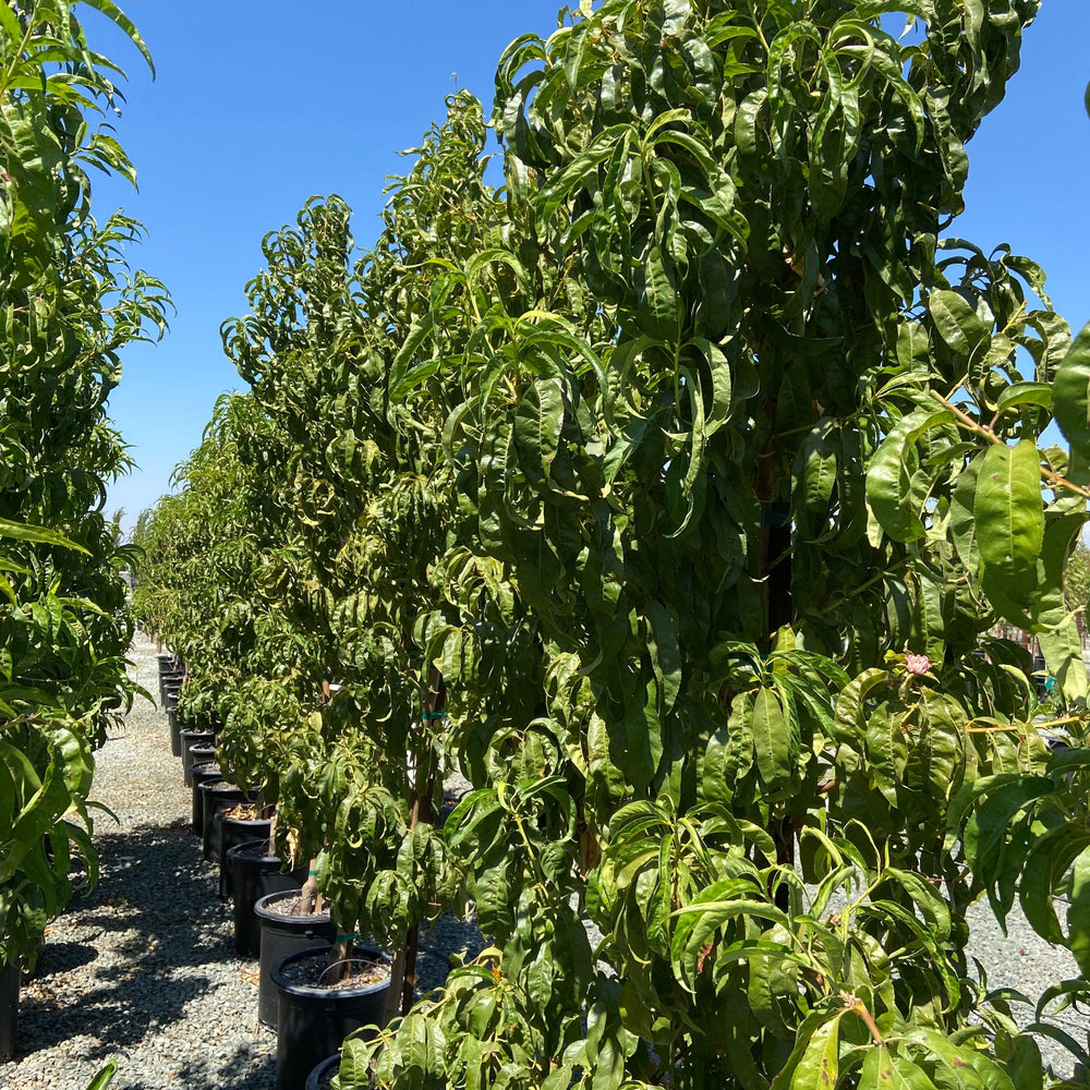 Nectarine Tree - Pulled Nursery