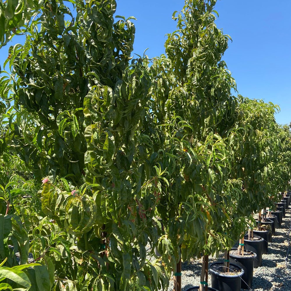 
                      
                        Nectarine Tree - Pulled Nursery
                      
                    