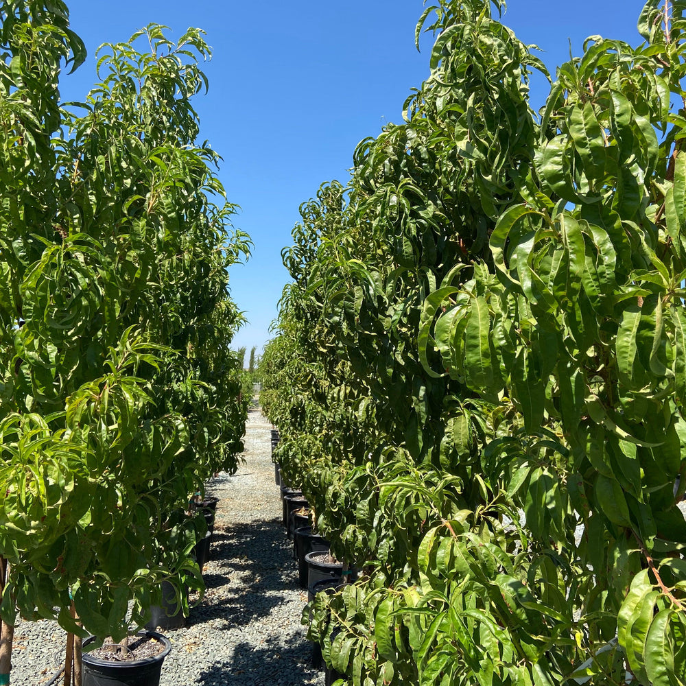 
                      
                        Nectarine Tree - Pulled Nursery
                      
                    