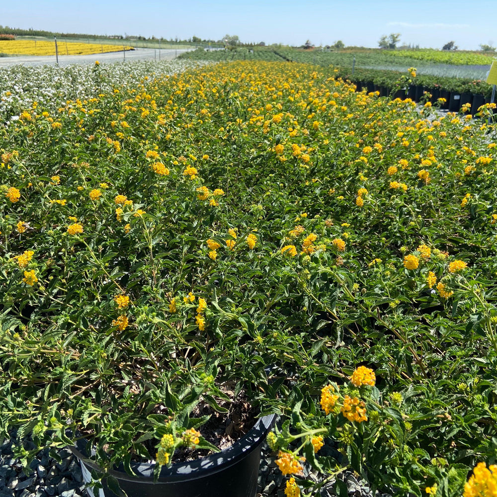 
                      
                        Lantana - Pulled Nursery
                      
                    