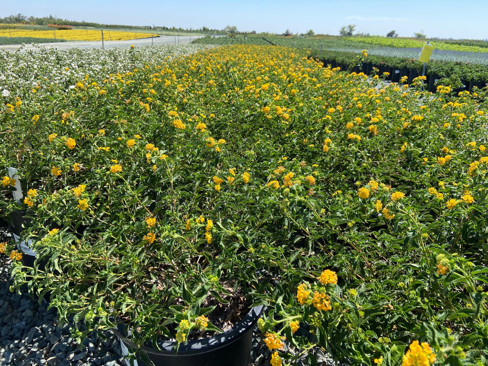 Lantana - Pulled Nursery