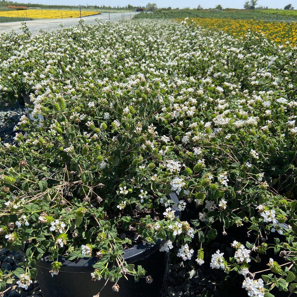 
                      
                        White Trailing Lantana - Lantana Montevidensis Alba White - Pulled Nursery
                      
                    