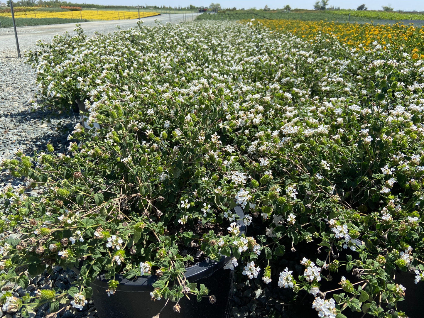 White Trailing Lantana - Lantana Montevidensis Alba White - Pulled Nursery