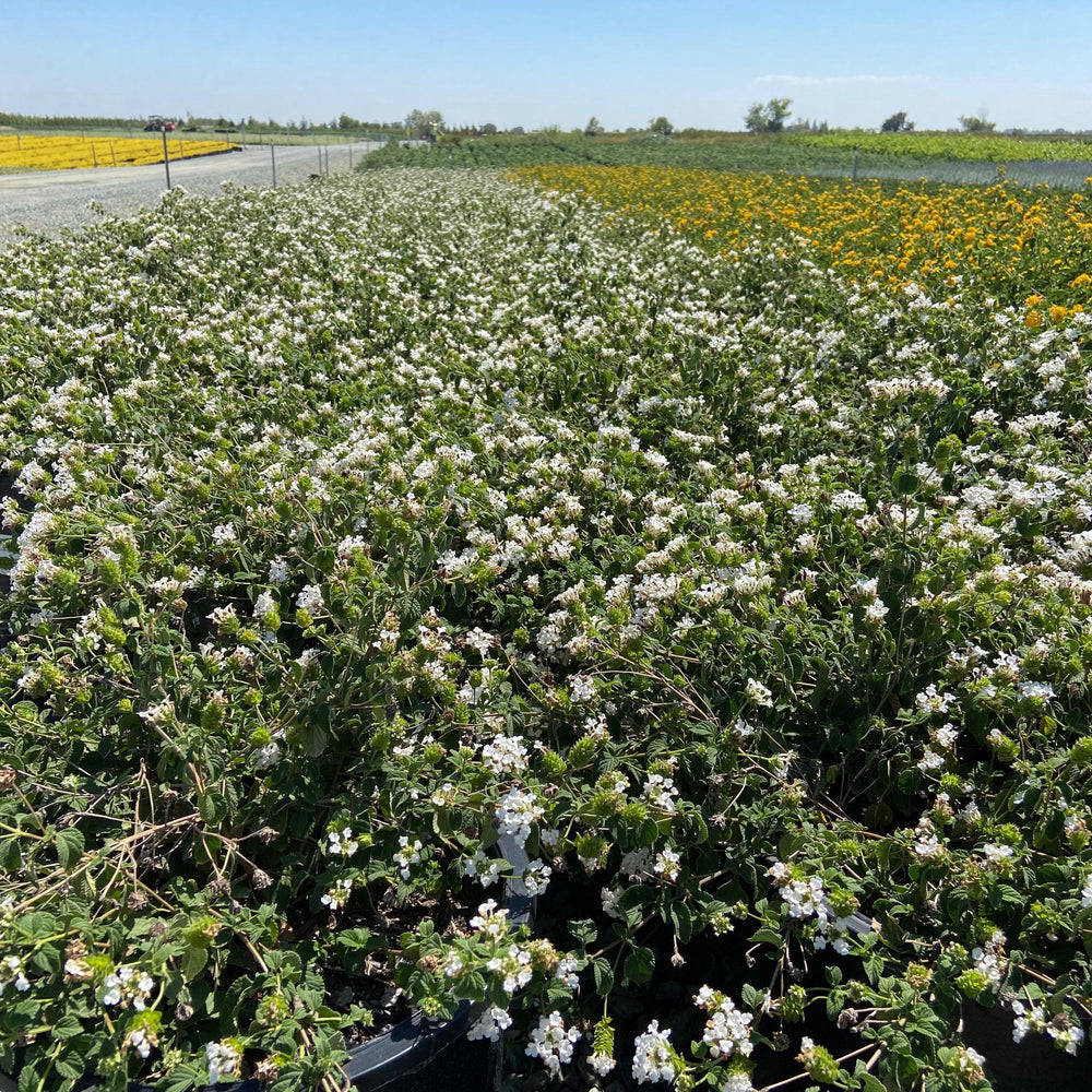 White Trailing Lantana - Lantana Montevidensis Alba White - Pulled Nursery