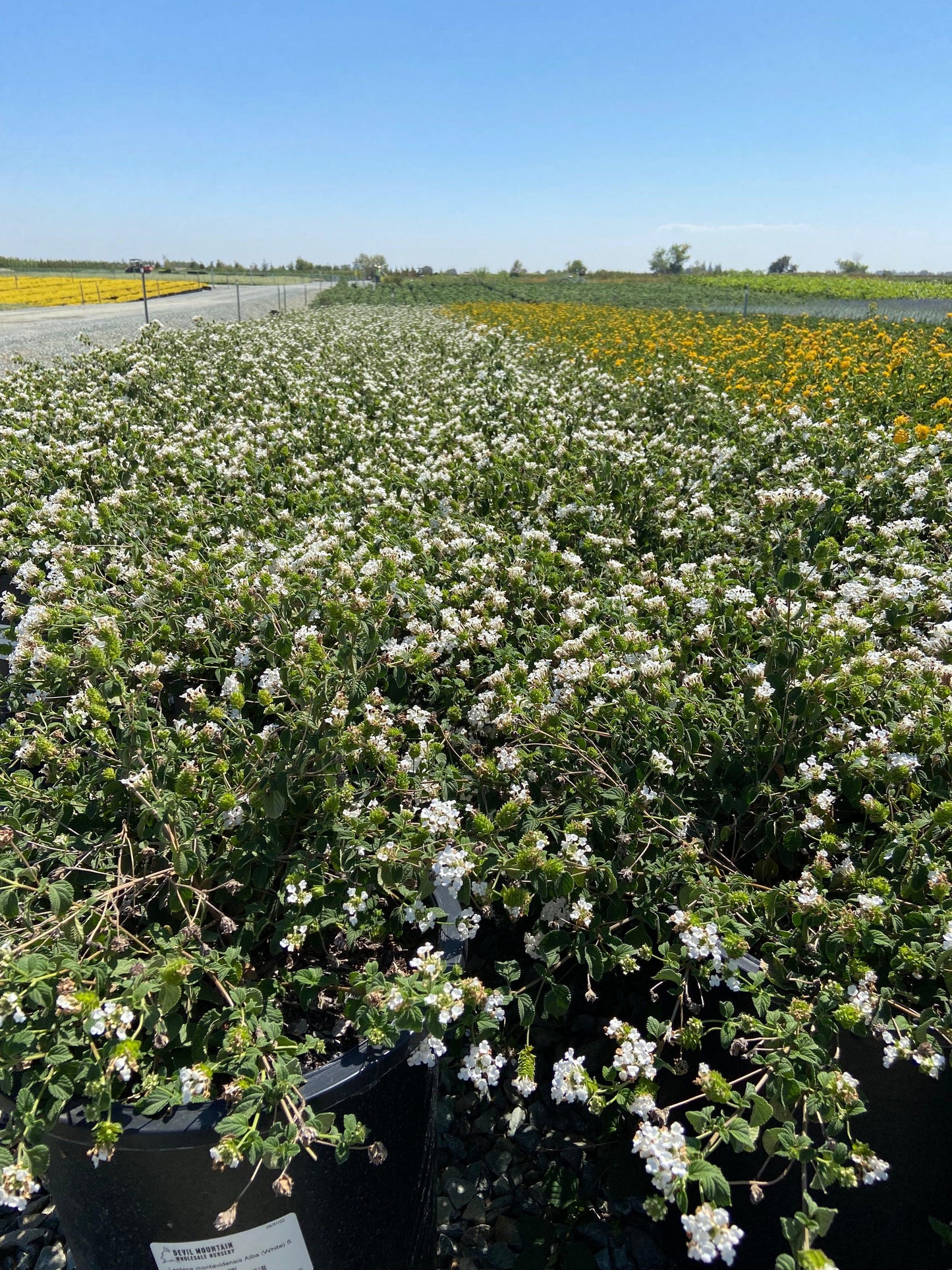 White Trailing Lantana - Lantana Montevidensis Alba White - Pulled Nursery