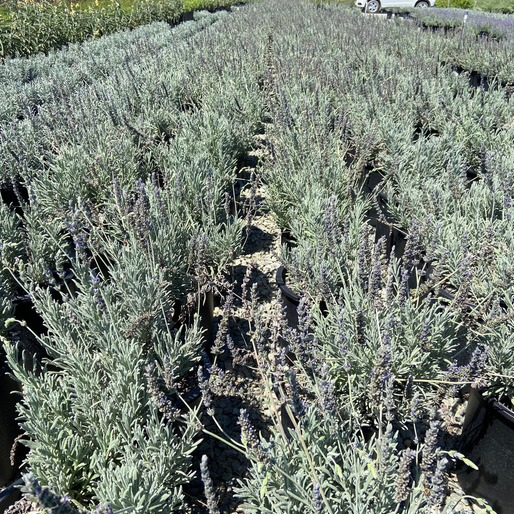 
                      
                        Goodwin Creek Gray Lavender - Lavandula x Ginginsii Goodwin Creek - Pulled Nursery
                      
                    