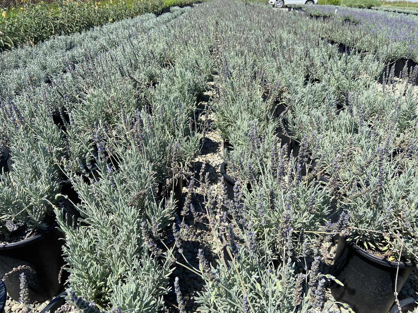 lavender scentiva plant Goodwin Creek Lavender - Lavandula x Ginginsii Goodwin Creek