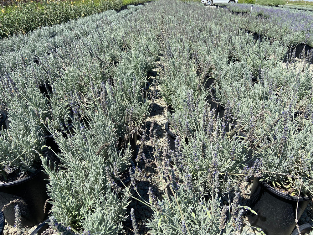 Goodwin Creek Gray Lavender - Lavandula x Ginginsii Goodwin Creek - Pulled Nursery