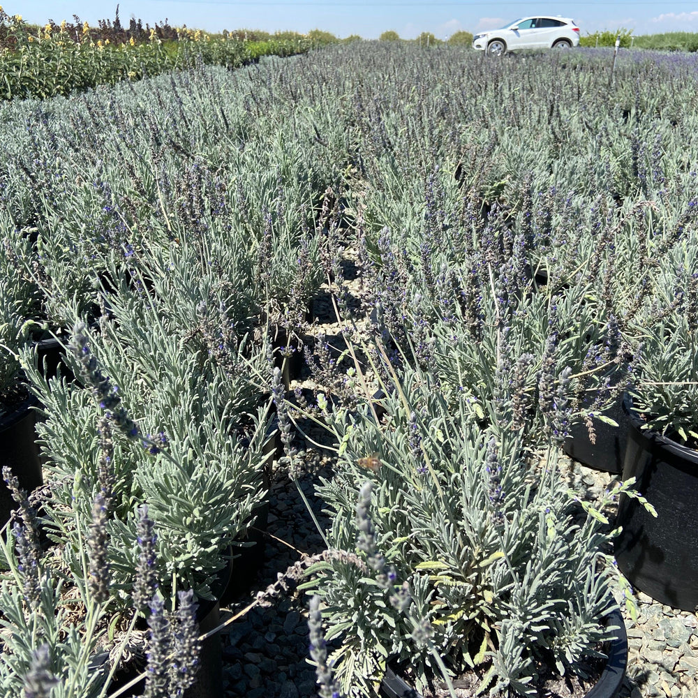 
                      
                        Goodwin Creek Gray Lavender - Lavandula x Ginginsii Goodwin Creek - Pulled Nursery
                      
                    