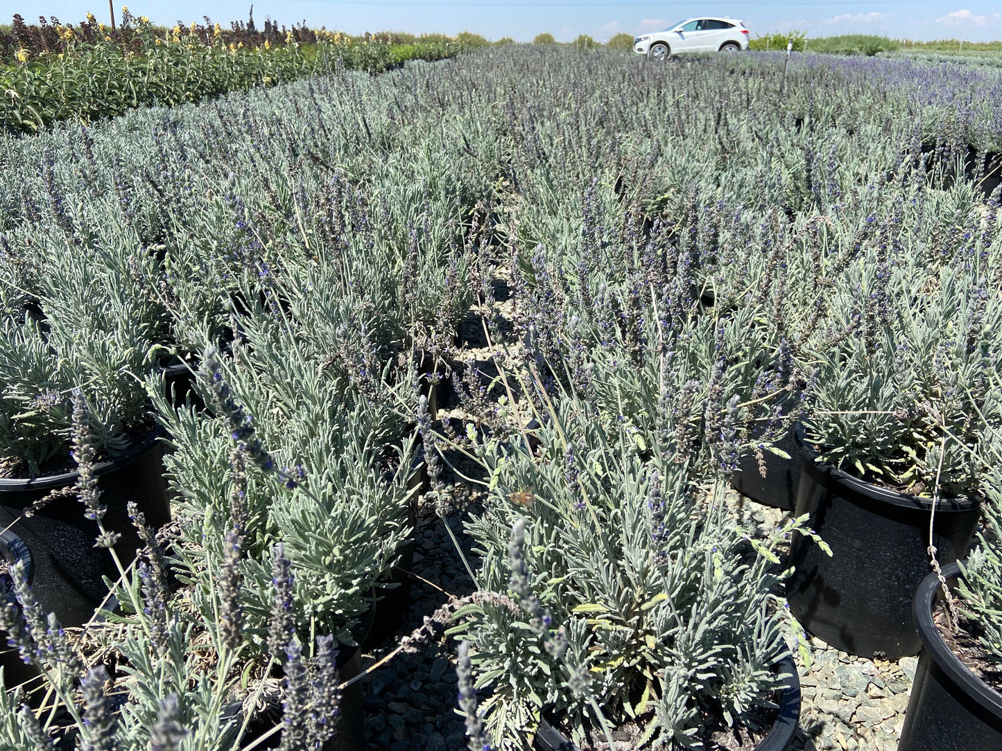 Goodwin Creek Gray Lavender - Lavandula x Ginginsii Goodwin Creek - Pulled Nursery