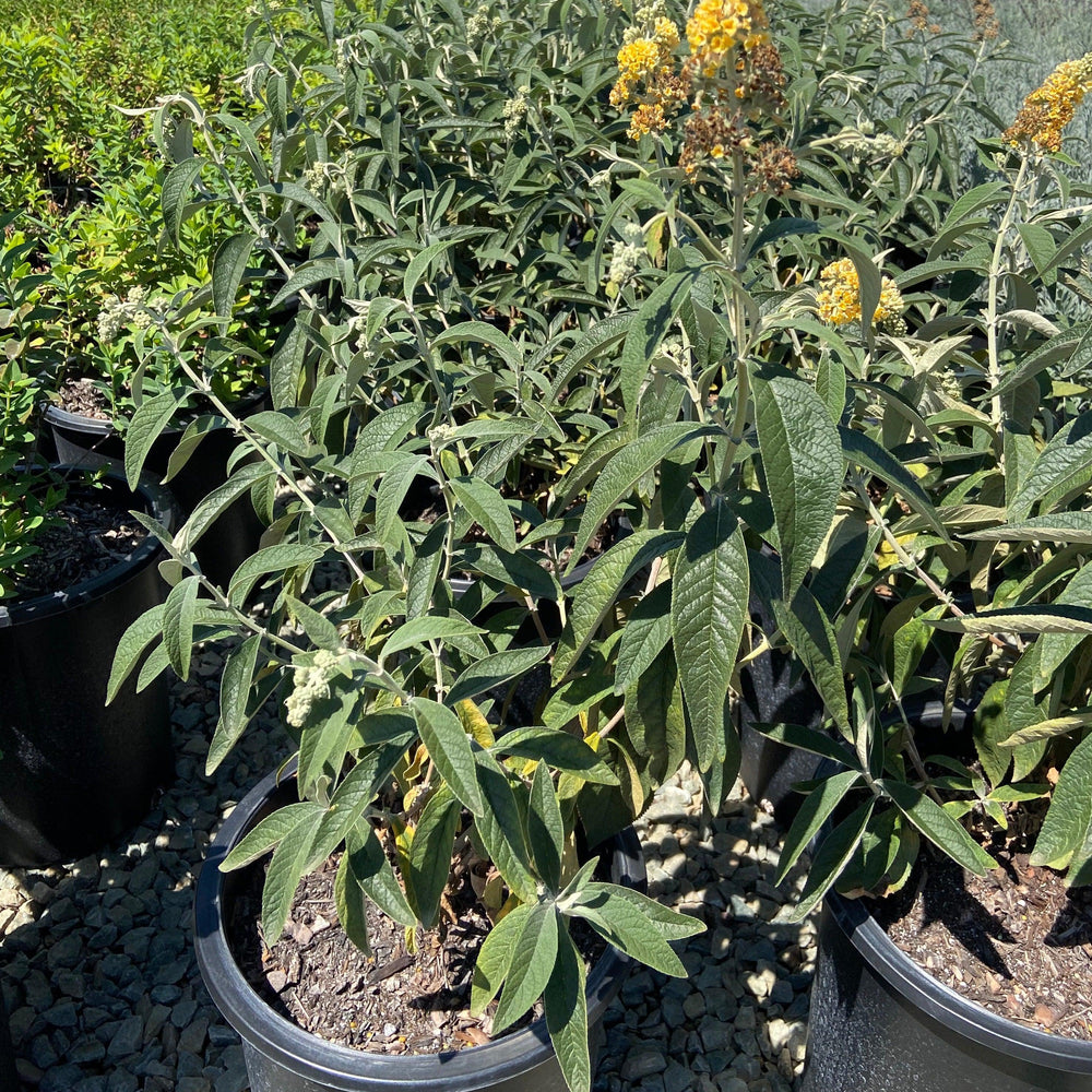 Butterfly Bush - Buddleja Honeycomb - Pulled Nursery