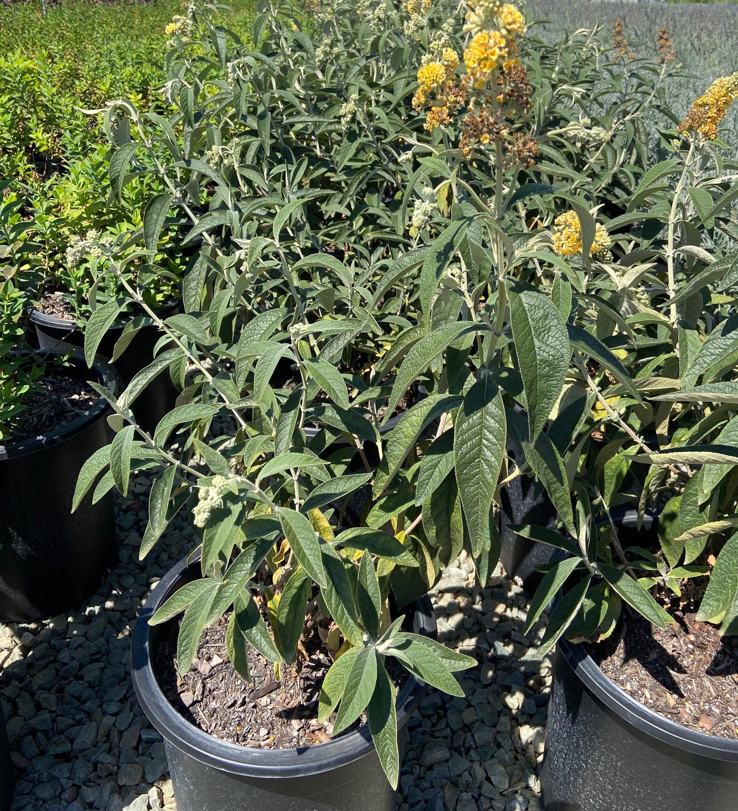 Butterfly Bush - Buddleja Honeycomb - Pulled Nursery