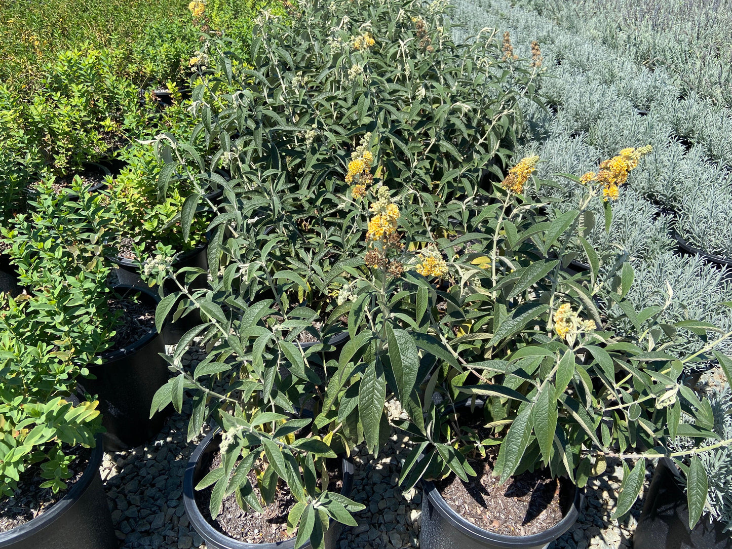 Butterfly Bush - Buddleja Honeycomb - Pulled Nursery