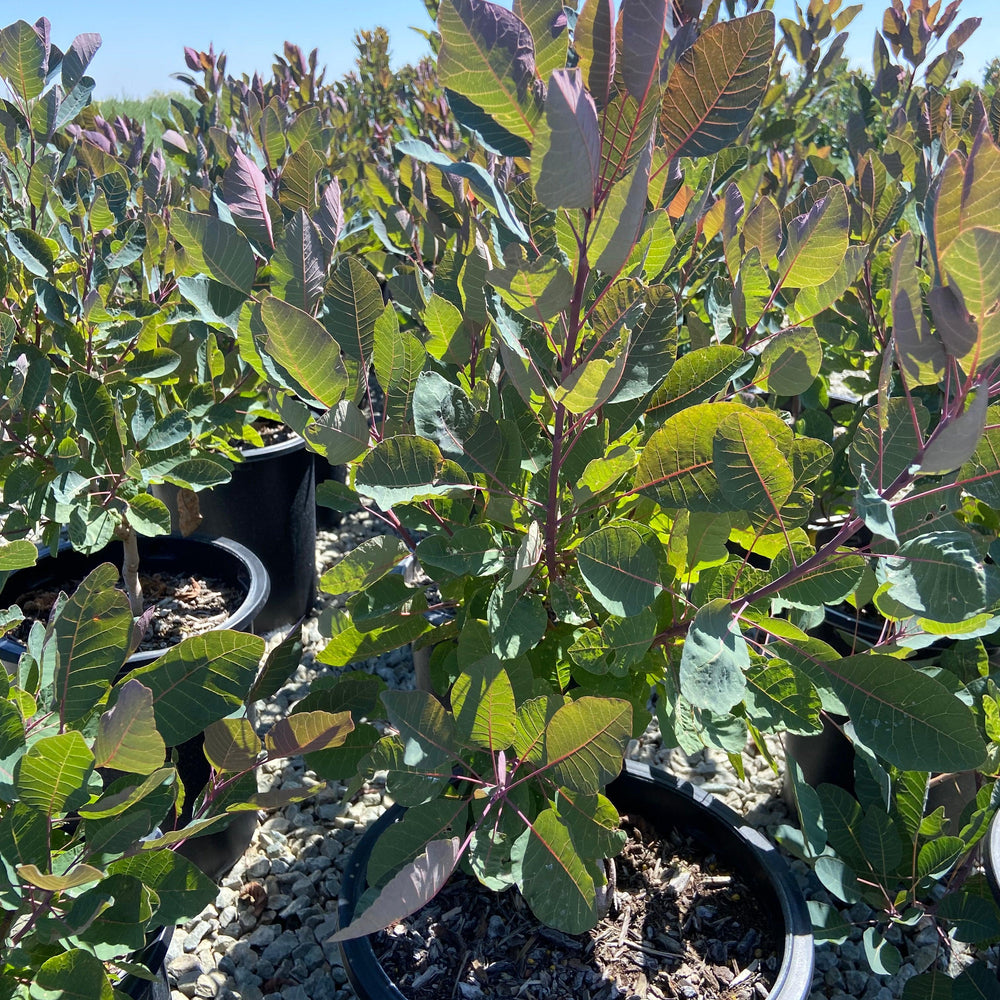 
                      
                        Grace Smoke Tree - Cotinus Grace - Pulled Nursery
                      
                    