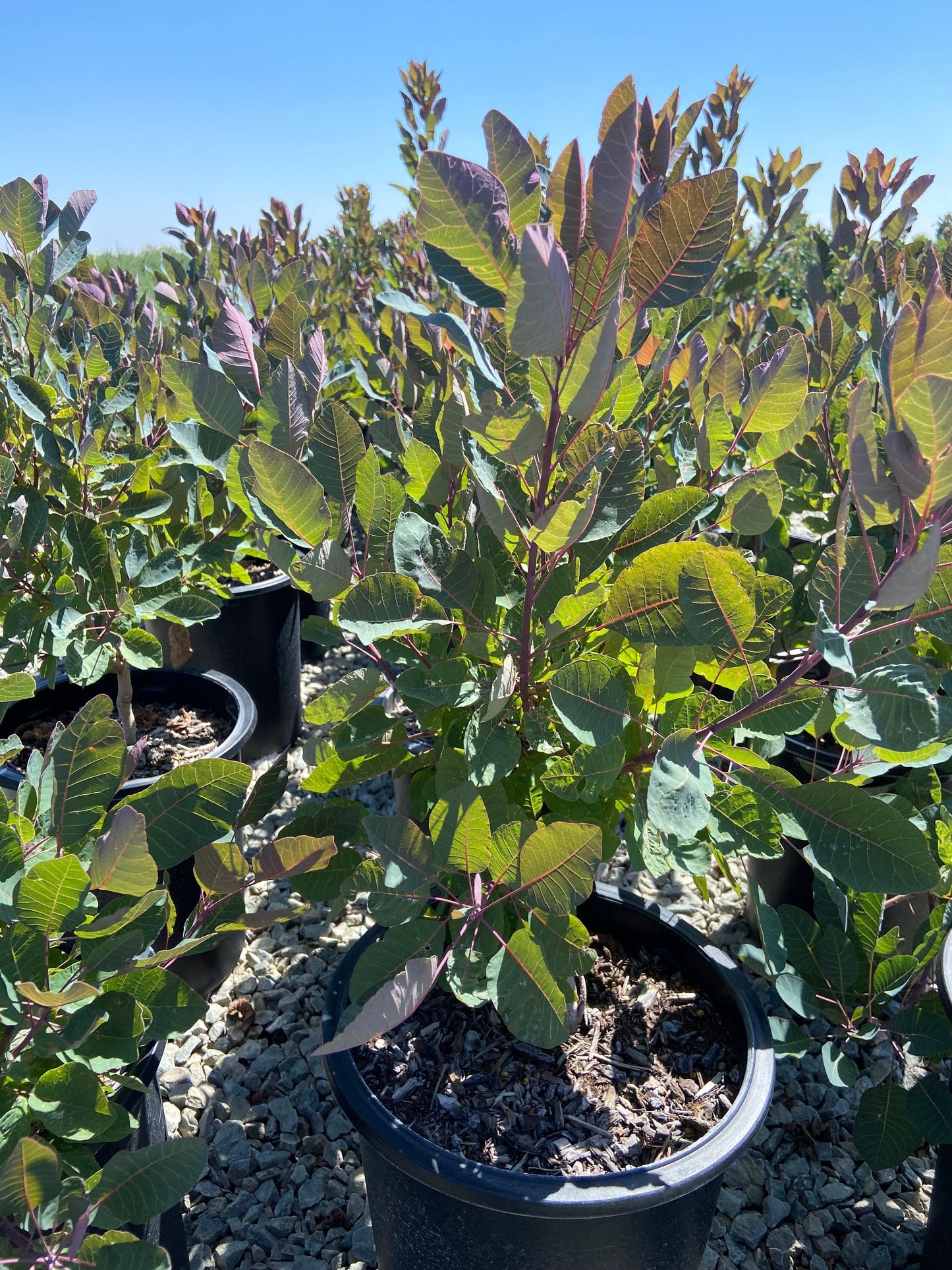 Grace Smoke Tree - Cotinus Grace - Pulled Nursery