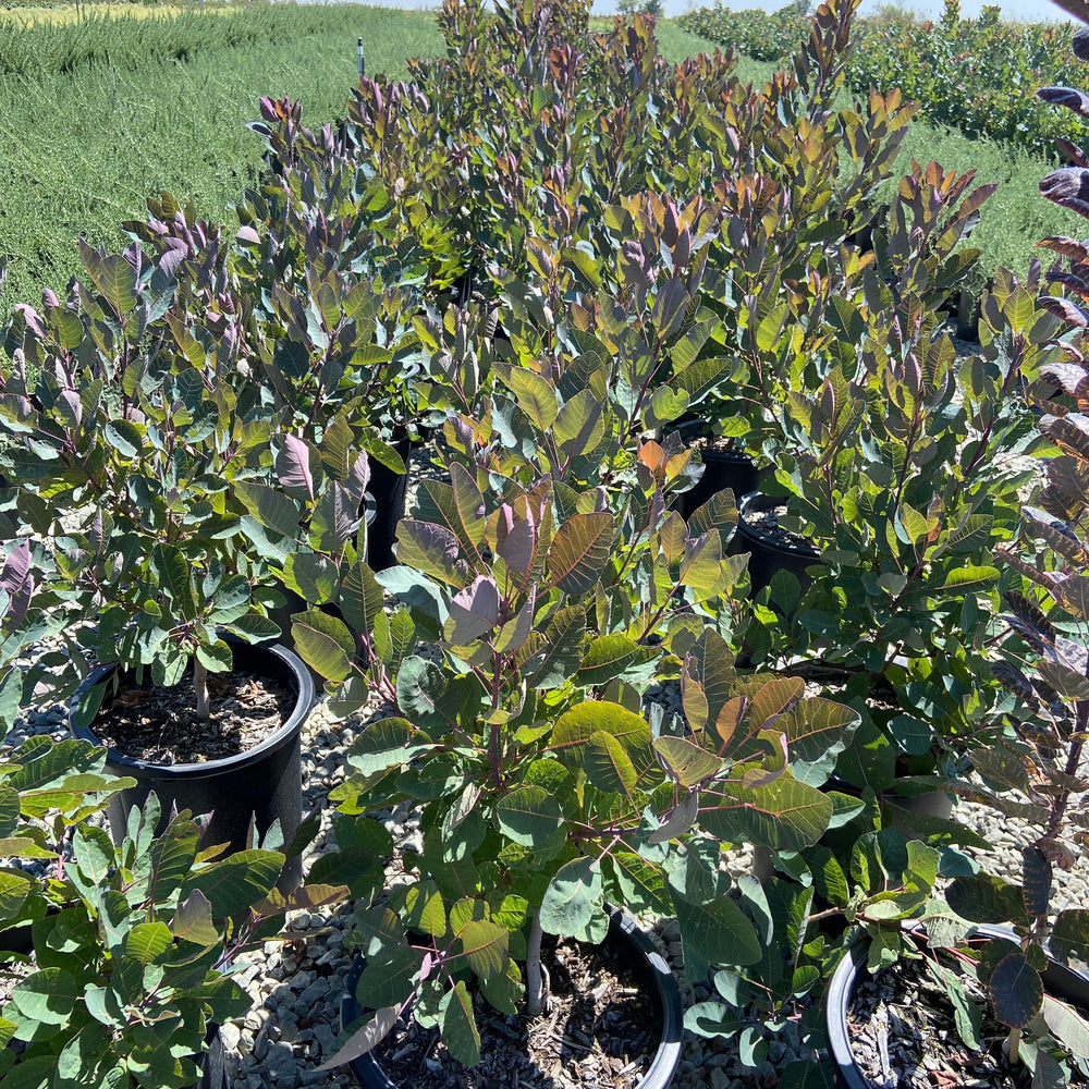 Grace Smoke Tree - Cotinus Grace - Pulled Nursery