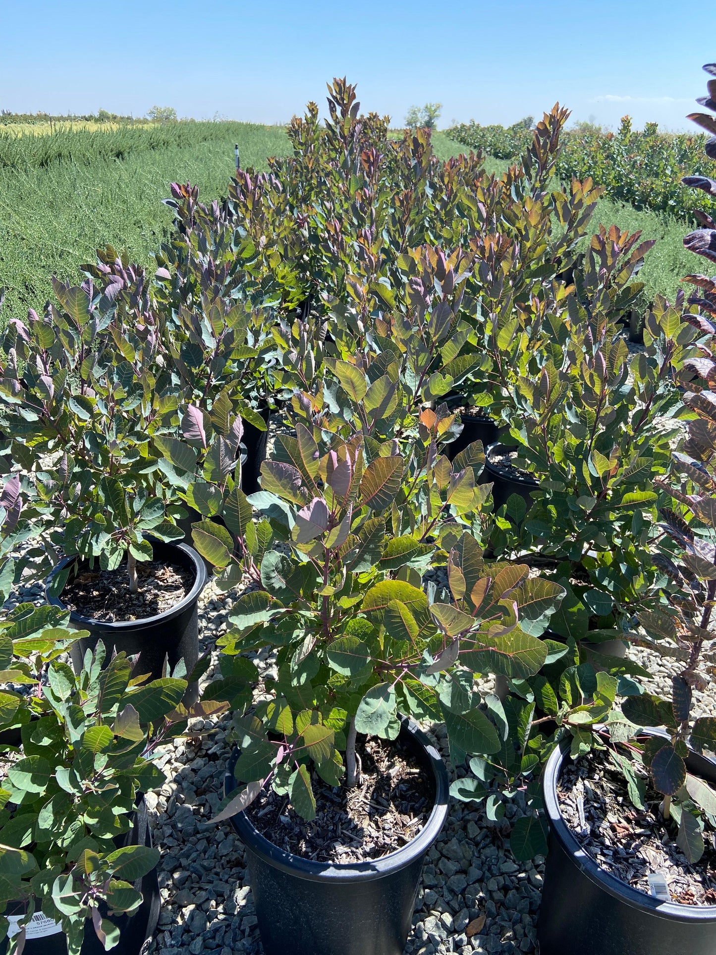 Grace Smoke Tree - Cotinus Grace - Pulled Nursery