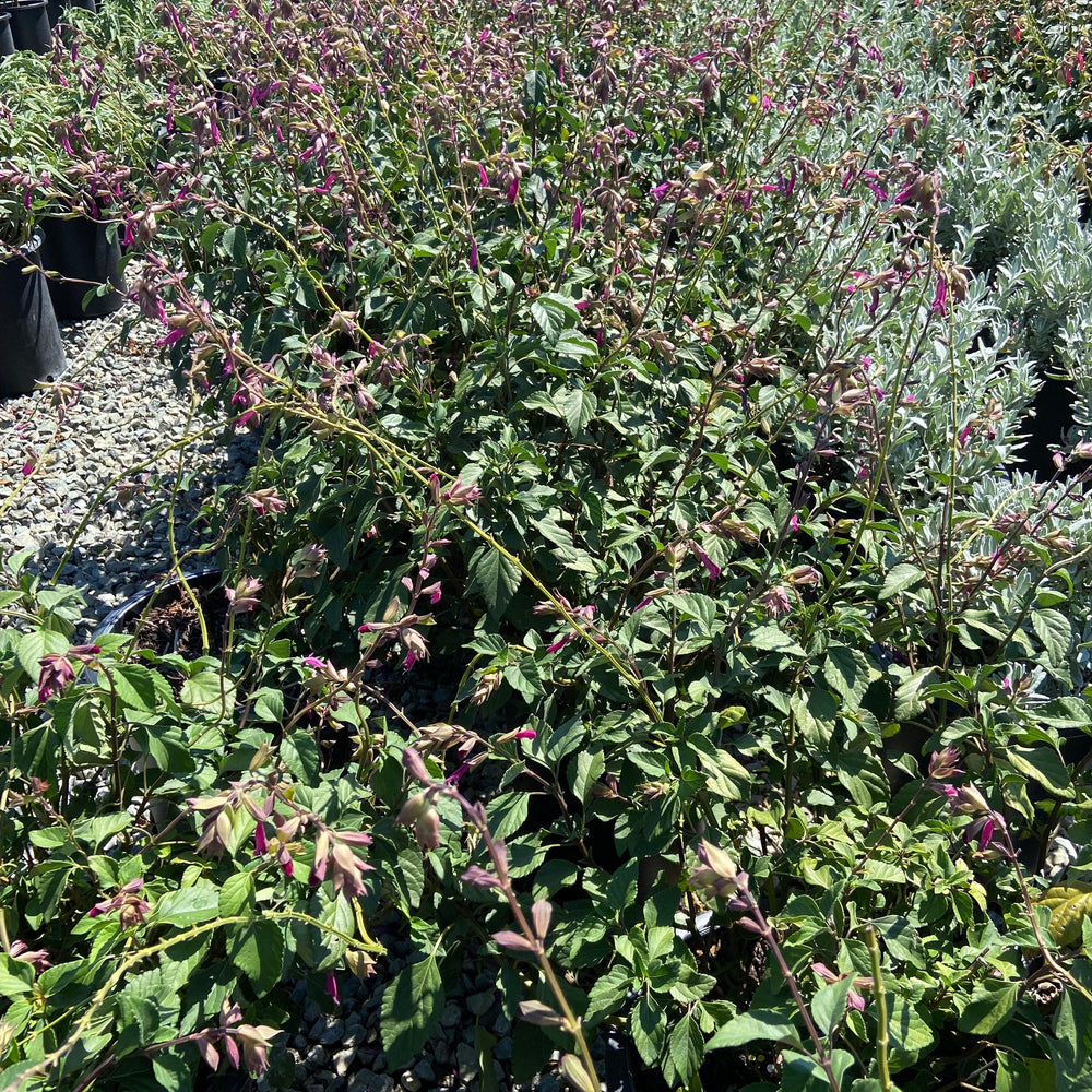 
                      
                        Wendy's Wish Sage - Salvia Wendy's Wish - Pulled Nursery
                      
                    