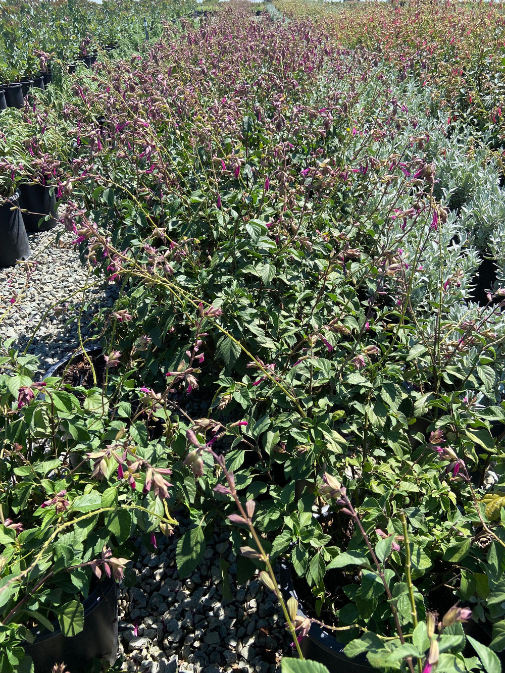 Wendy's Wish Sage - Salvia Wendy's Wish - Pulled Nursery