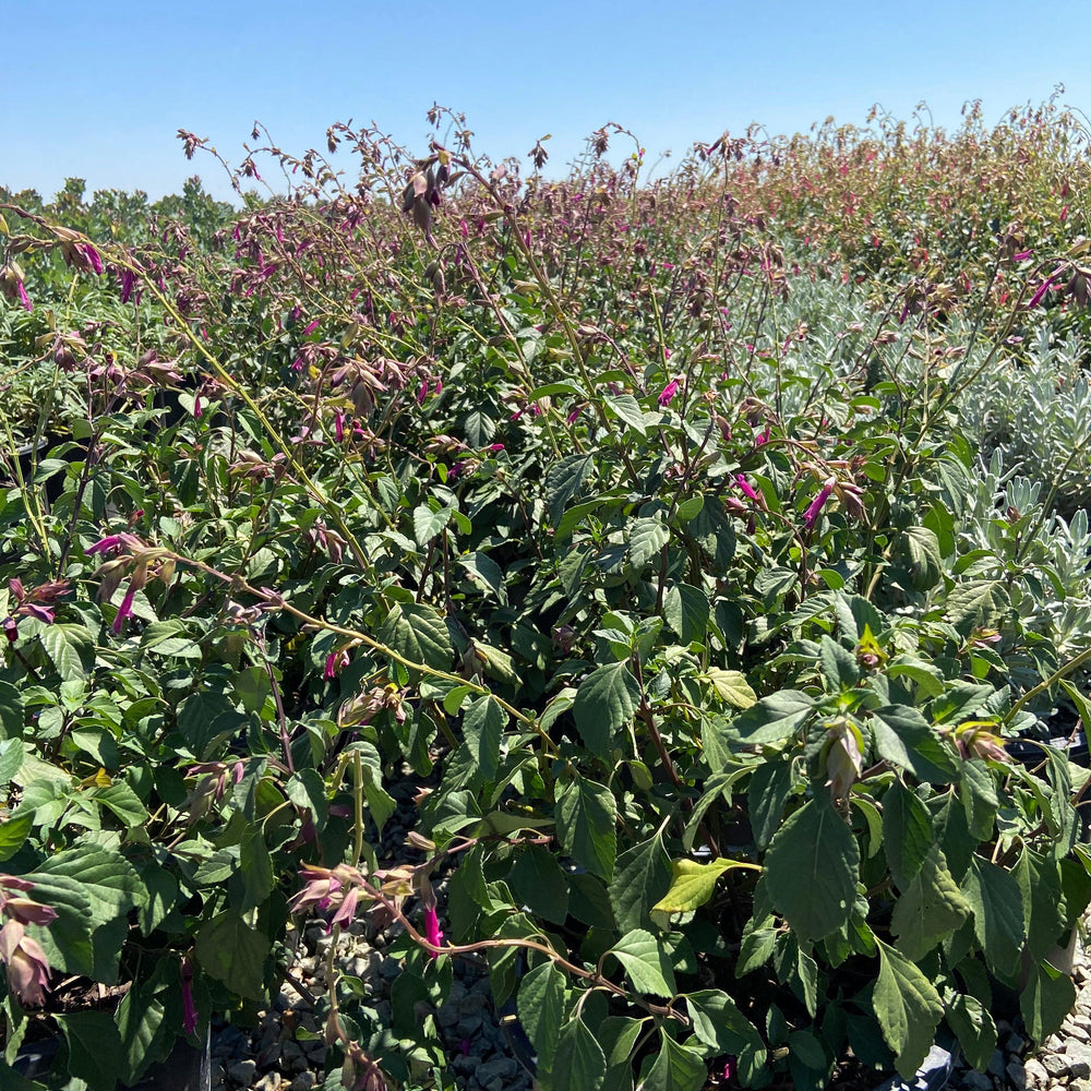 
                      
                        Wendy's Wish Sage - Salvia Wendy's Wish - Pulled Nursery
                      
                    