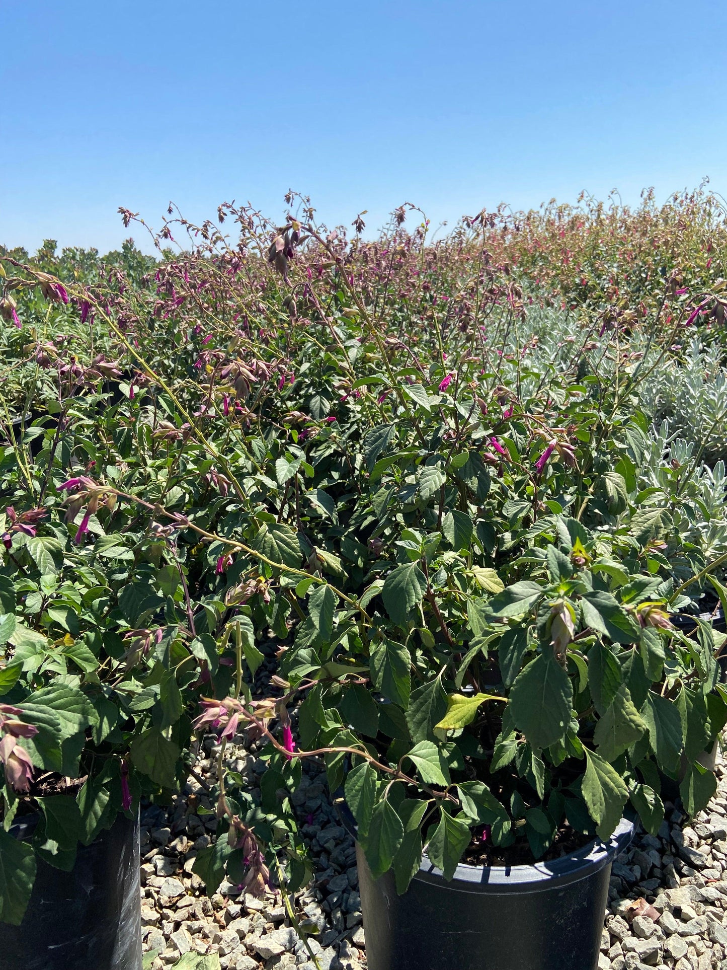 Wendy's Wish Sage - Salvia Wendy's Wish - Pulled Nursery