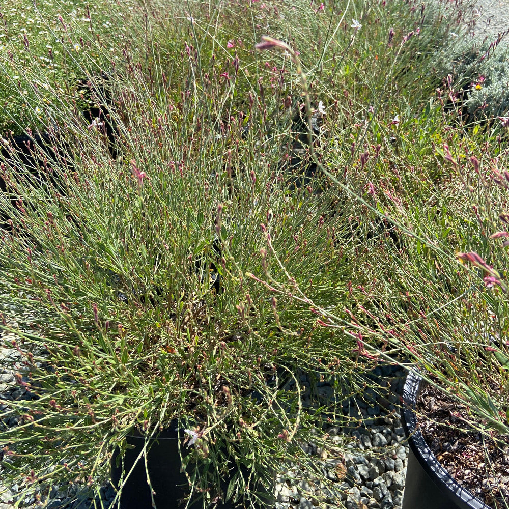 
                      
                        Beeblossom - Guara Siskiyou - Pulled Nursery
                      
                    