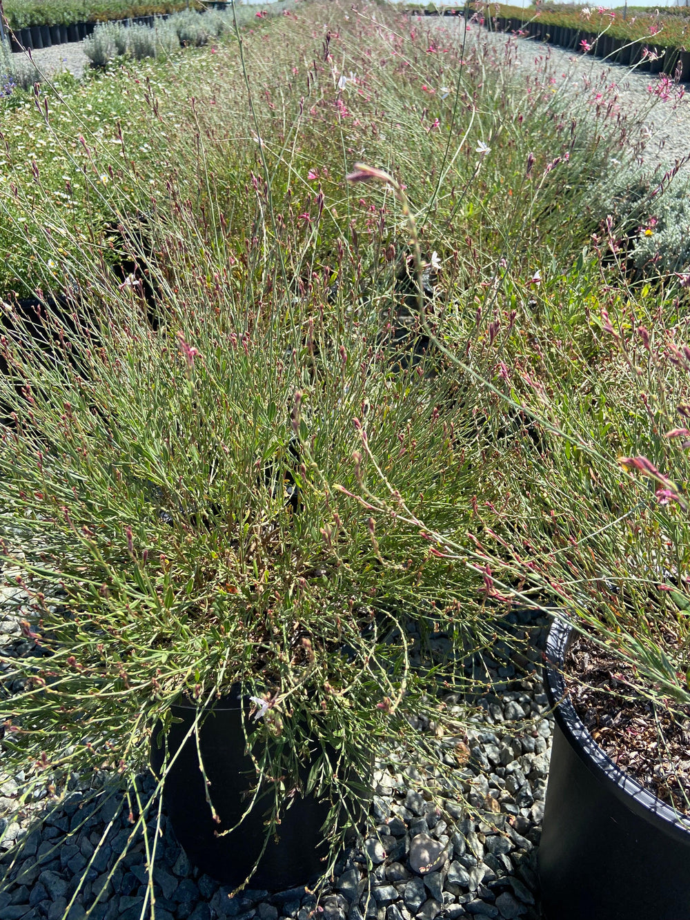 Beeblossom - Guara Siskiyou - Pulled Nursery