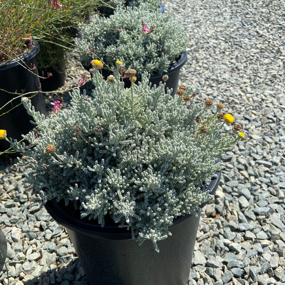 Powis Castle Artemisia - Artemisia Powis Castle - Pulled Nursery