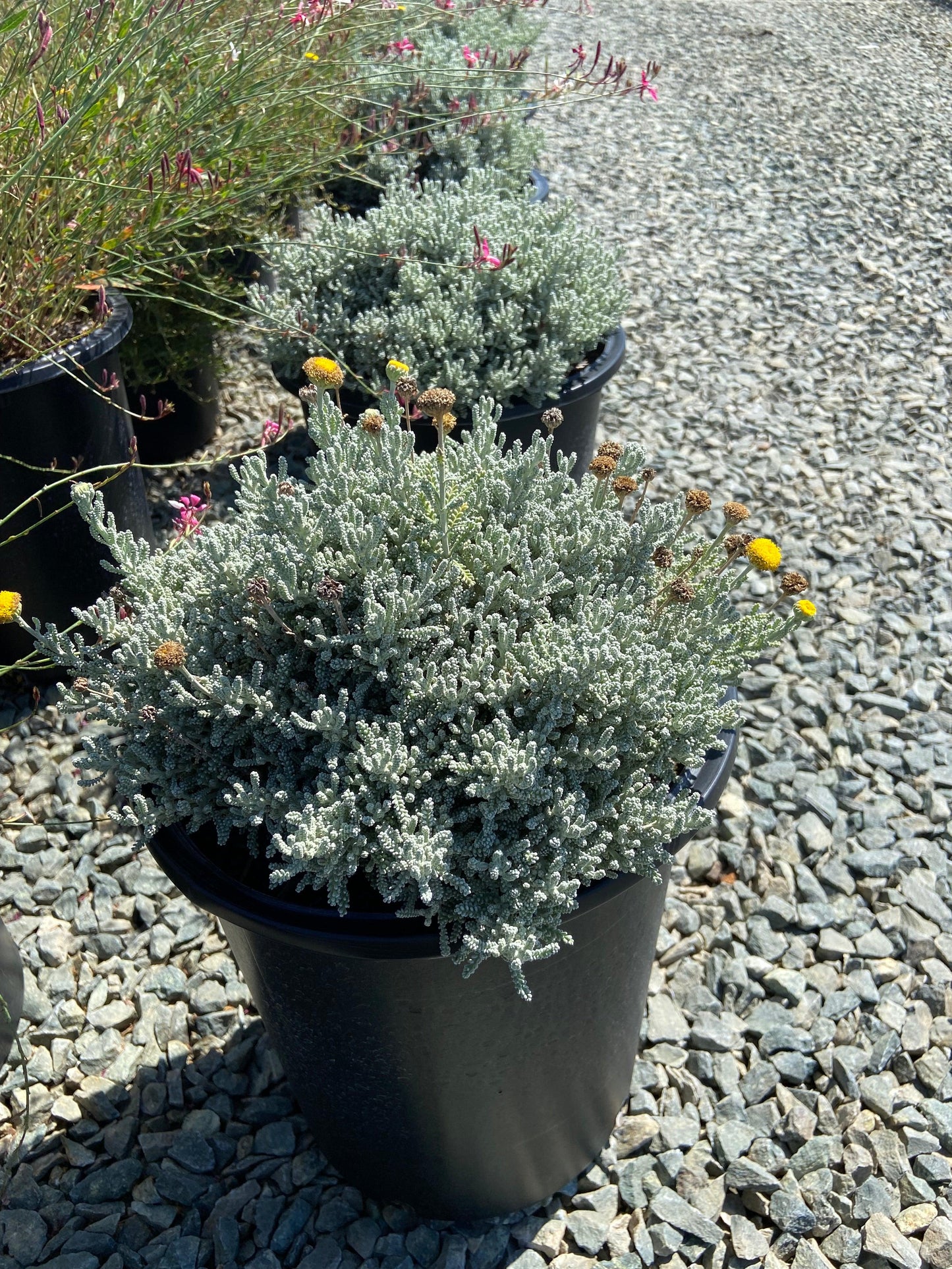 Powis Castle Artemisia - Artemisia Powis Castle - Pulled Nursery