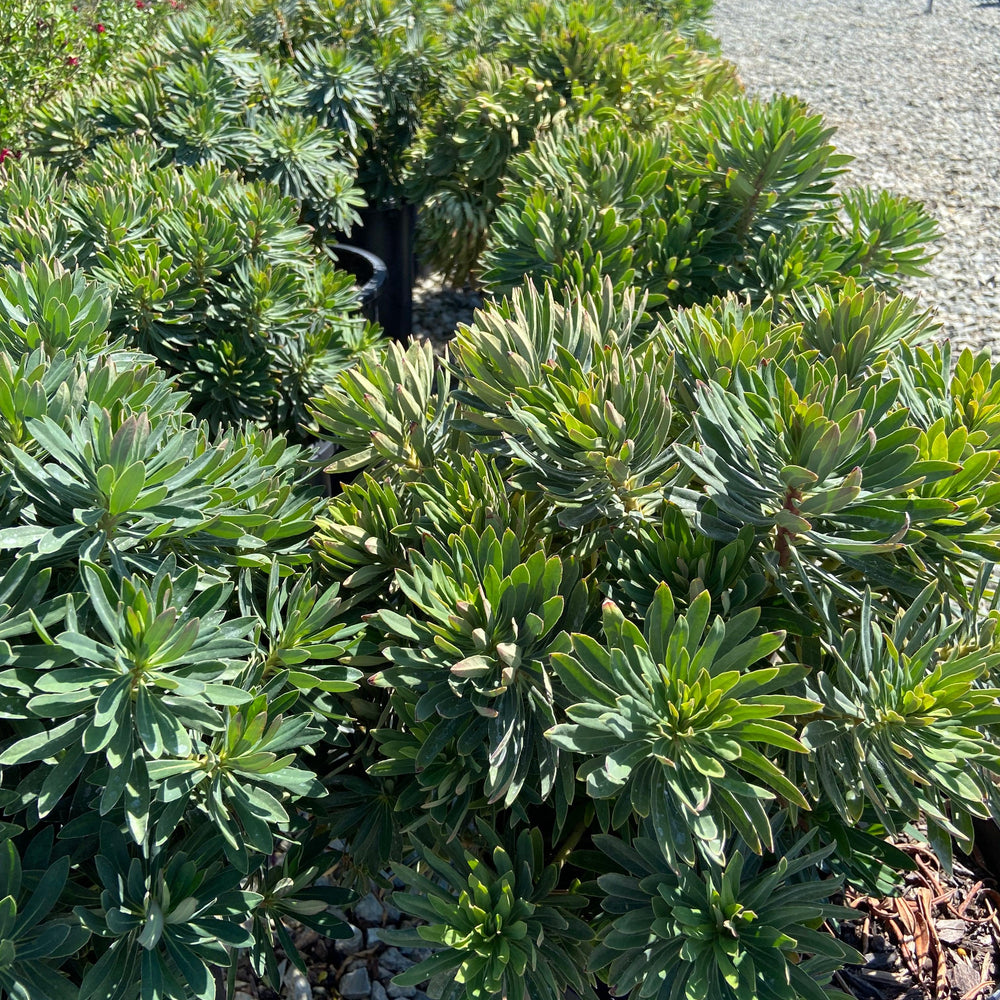 Dwarf Bush Spurge - Euphorbia Martinii - Pulled Nursery