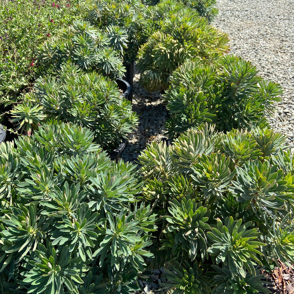 Dwarf Bush Spurge - Euphorbia Martinii - Pulled Nursery