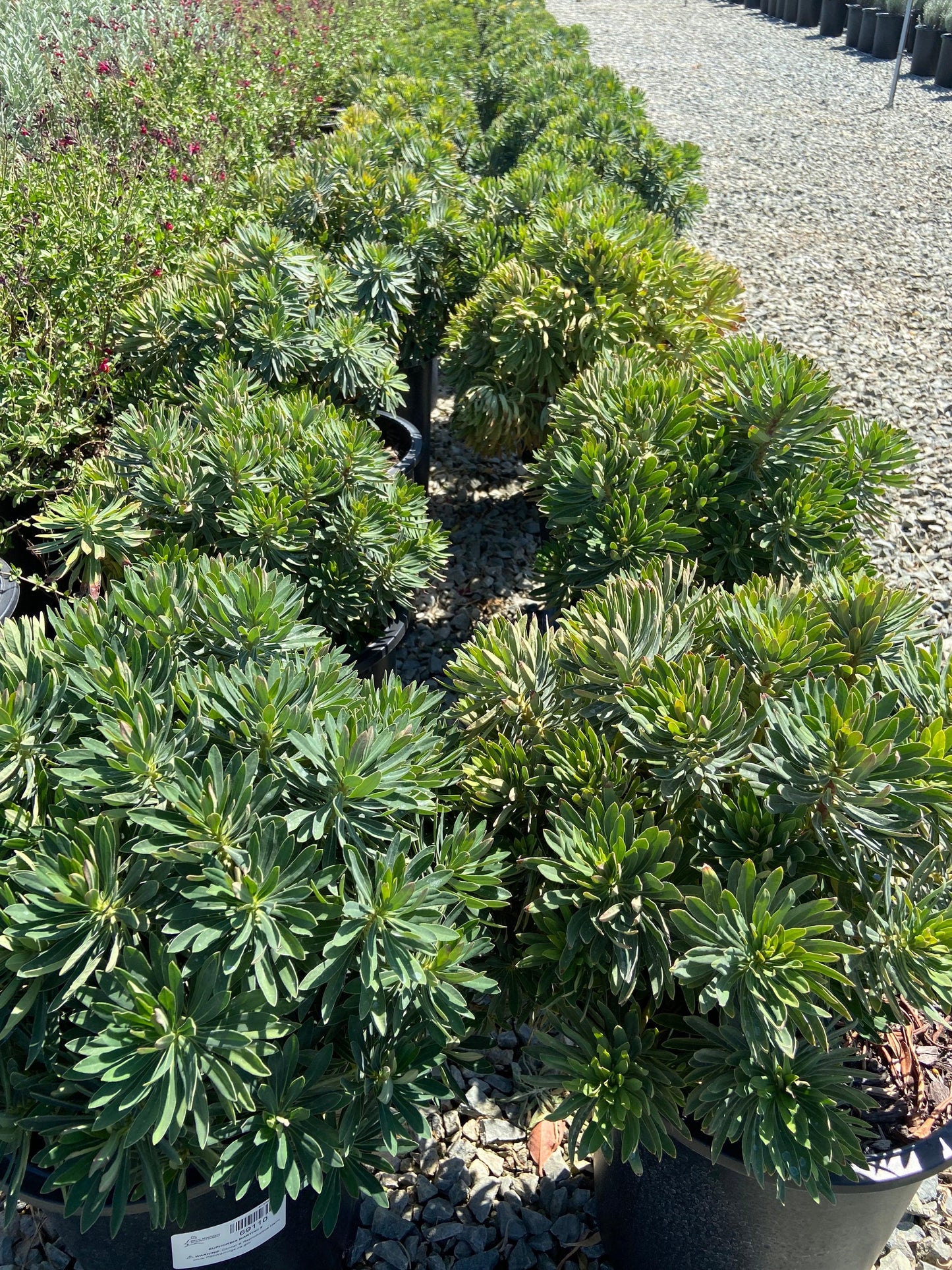 Dwarf Bush Spurge - Euphorbia Martinii - Pulled Nursery