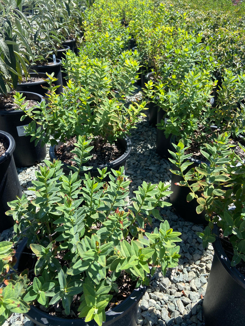 St. John's Wort - Hypericum Moserianum - Pulled Nursery