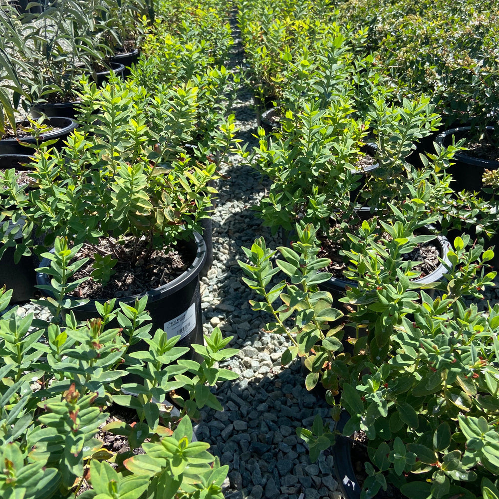 St. John's Wort - Hypericum Moserianum - Pulled Nursery