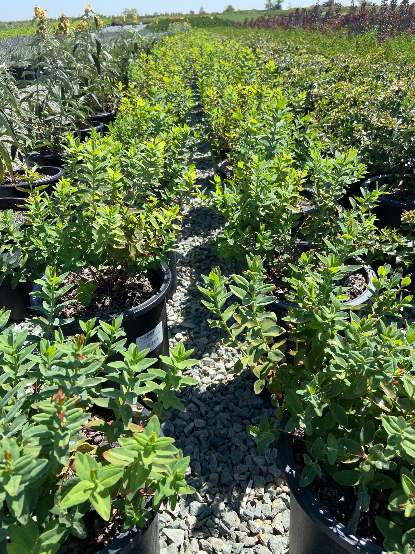 St. John's Wort - Hypericum Moserianum - Pulled Nursery